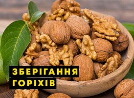 Як правильно зберігати волоські горіхи - корисні статті про садівництво від Agro-Market