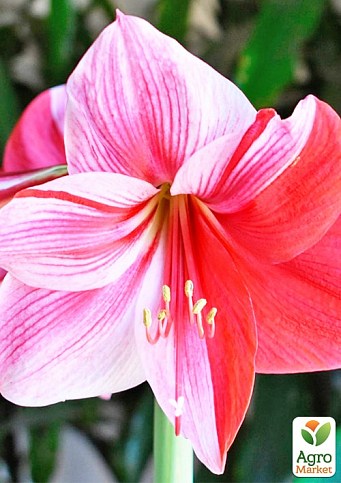 Гіппеаструм простий "Gervase" (Амарілліс)  - фото 4