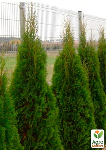 Туя западная "Smaragd Witbont" (контейнер Р9, высота 10-20 см) - фото 2