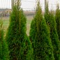 Туя западная "Smaragd Witbont" (контейнер Р9, высота 10-20 см) купить