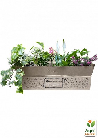 Орхідея Міні (Phalaenopsis) "Tiger" - фото 3