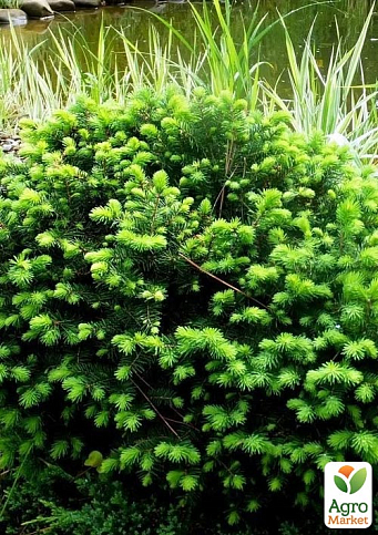 Ялина сербська "Karel" (горщик P9) - фото 3