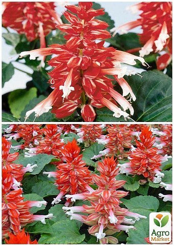 На развес Сальвия "Биколор" ТМ "Весна" цена за 2г - фото 4