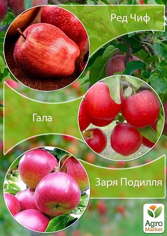 Дерево-сад Яблоня "Ред Чиф+Гала+Заря Подилля" 