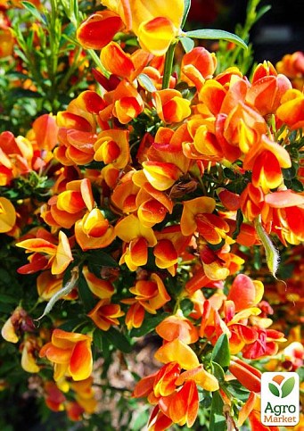 Ракитник Cytisus Scoparius "Andreanus"