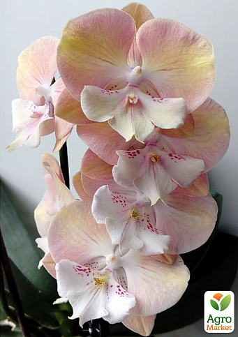 Орхідея (Phalaenopsis) "Good Times" 