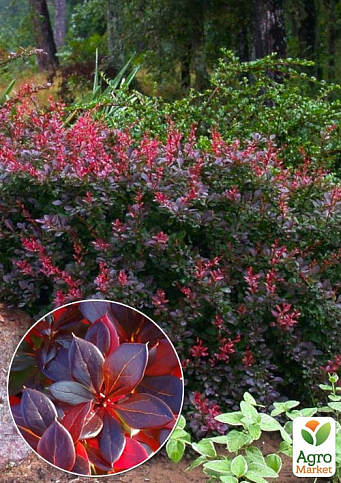 Барбарис Тунберга "Red Jewel" P9