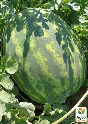 Кавун "Оранж Лакшері F1" ТМ "Lark Seeds" 500шт