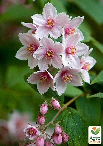 Дейция гибридная "Mont Rose" 