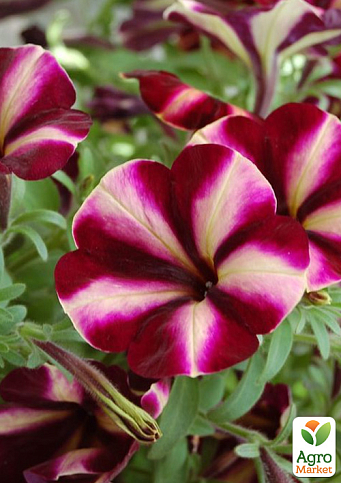 Петуния ампельная Prettytoonia "Cassis Star" 