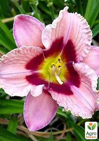 Лілійник "Orchid Candy" 1шт в упаковці - фото 2