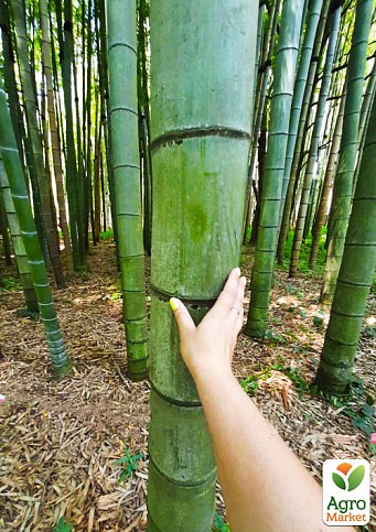 Бамбук гигантский "Phyllostachys pubescens " - фото 2