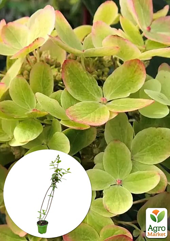 Гортензия 3-х летка метельчатая "Pastel Green"