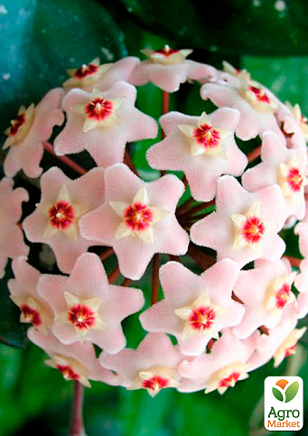 Хойя мясистая (плющ восковый) - фото 4