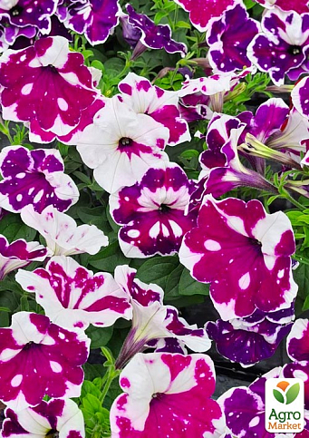 Петуния Alpetunia "Purple Wgite Sky" 