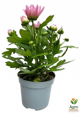 Хризантема "Classic Rose" (Нідерланди) - фото 2