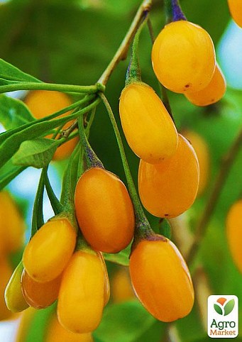 Эксклюзив! Годжи "Желтый" AMBER SWEET GOJI®
