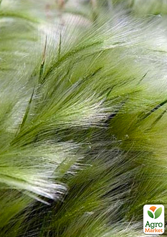 Ковыль тончайший "Pony Tails"