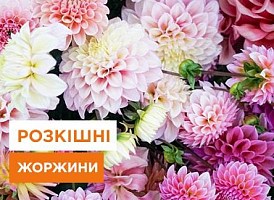Посадка жоржин, вирощування, агротехніка жоржин | Agro-market