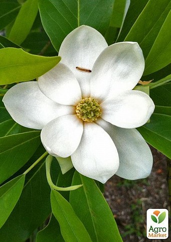 Магнолия кремово-белая "Виргинская" (Virginiana)