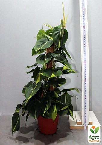 Филодендрон "Philodendron Brasil" дм 15см выс. 60 см