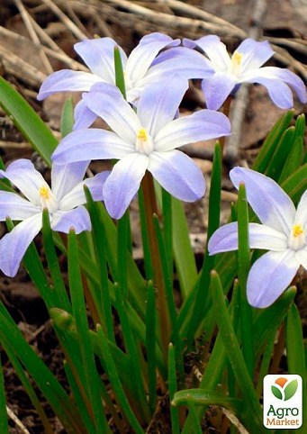 Хионодокса (Chionodoxa) "Rosea" 5шт в упаковке