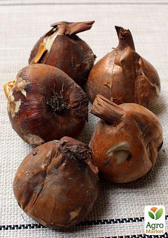 Колхикум "Bornmuelleri" (розмір 18/20, великий) 1шт в упаковці - фото 2