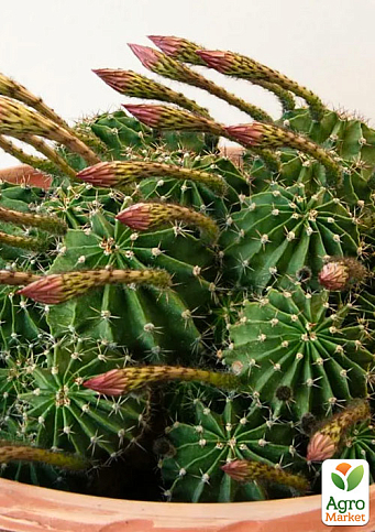 Кактус "Эхинопсис" (Echinopsis tubiflora) (Нидерланды)