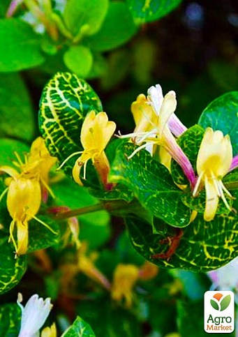 Жимолость "Aureoreticulata Japonica" (Декоративная, плетистая) (контейнер Р9)