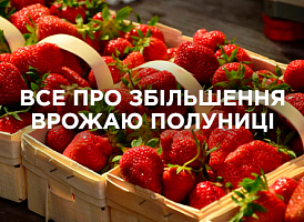 Як збільшити врожай полуниці: найкращі методи догляду та підживлення | Agro-market