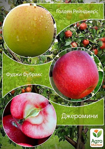 Дерево-сад Яблуня "Голден Рейнджерс+Фуджі Фубракс+Джеромін"