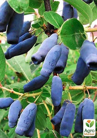 Жимолость "Атут" (ранній термін дозрівання, самий невибагливий і зимостійкий сорт) - фото 3