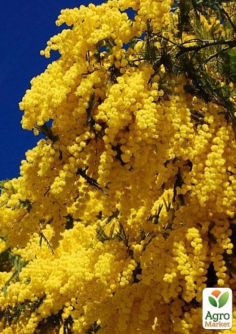 Мимоза золотая "Золотава" ТМ "Vesna Exclusive" 10шт - фото 2