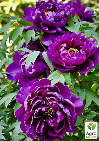 Півонія деревовидна "Purple Phoenix"