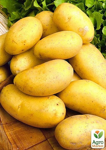 Насіннєвий рання картопля "Бюррен" (на жарку, 1 репродукція) 1кг