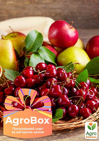 Ексклюзив! AGROBOX з високоврожайним колоновидним деревом
