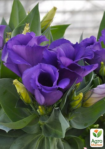 Эустома махровая горшечная "Carmen Blue"