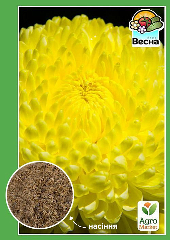 Айстра "Півоновидна жовта" ТМ "Весна" 0.2г