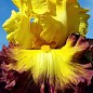 Ирис бородатый крупноцветковый "Summer Shadow"  