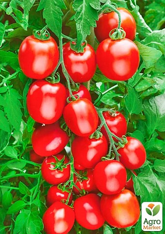 Томат "Новачок" (Великий пакет) ТМ "Весна" 0,5г - фото 2