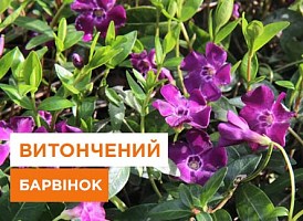 Барвінок: посадка та догляд - корисні статті про садівництво від Agro-Market