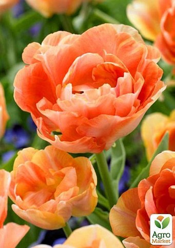 Тюльпан "Orange Angelique" 1шт в упаковке