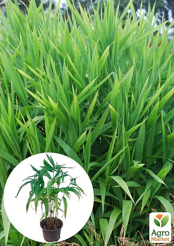 Хасмантиум широколистный "Uniola latifolia" С1