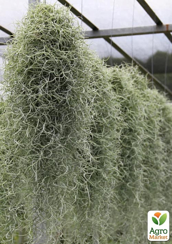 LMTD Тилландсия "Usneoides" высота растения 50см
