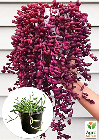 Оттона "Рубиновое ожерелье" 