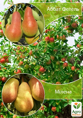 Дерево-сад Груша "Аббат Фетель+Мілена"