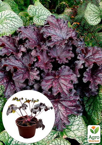 Гейхера (Heuchera) Forever "Midnight"