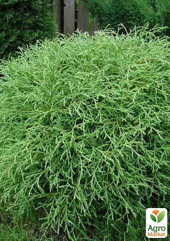 Туя западная "Mr. Bowling Ball" (вазон Р9, высота 10-20см)