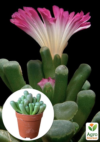 Литопсы "Живые Камни" (Frithia Pulchra)