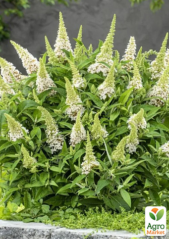 Буддлея карликова "Little White"